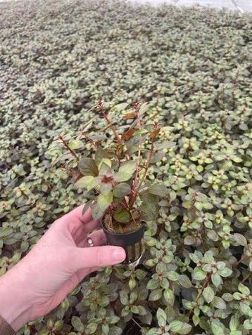 Ludwigia Palustris Super Red (Aquariumplanten), Verzenden, Plant(en), Steen of Hout