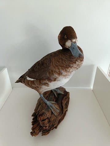 Kleine scaup Taxidermie volledige montage - Aythya affinis -