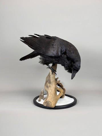 raaf Taxidermie volledige montage - Corvus corax - 50 cm -, Nieuw