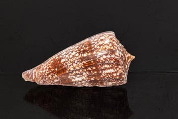 Zeeslak GEM  Skelet - Conus amadis - der Nachtjäger  - 0, Verzamelen, Nieuw