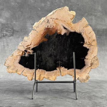 C- Prachtige grote plak versteend hout op een maatwerk