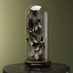 Vlinders in Stolp Taxidermie Opgezette Dieren By Max, Ophalen of Verzenden, Opgezet dier