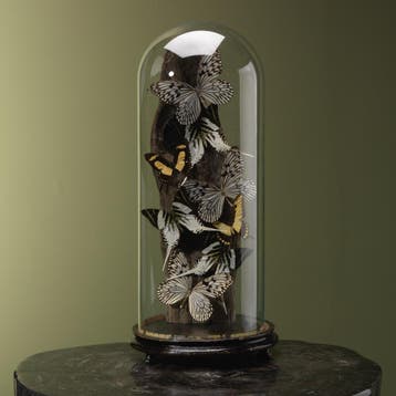 Vlinders in Stolp Taxidermie Opgezette Dieren By Max, Verzamelen, Ophalen of Verzenden, Nieuw, Insect, Opgezet dier