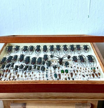 Grote collectie Europese boktorren - 120+ exemplaren - Coll.