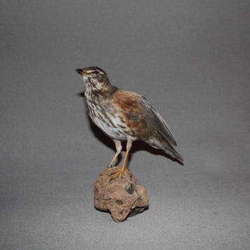 Redwing Taxidermie volledige montage - Turdus iliacus - with, Nieuw
