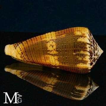 Conidae-schelpenexemplaar Zeeschelp - Conus Magus forma, Verzamelen