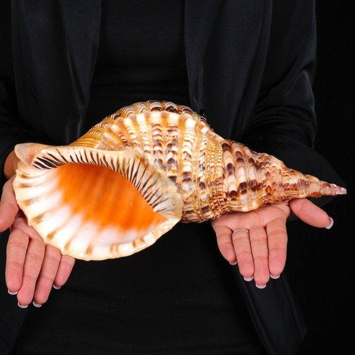 Grote maat - Triton Marine Shell - Extra kwaliteit -, Verzamelen, Mineralen en Fossielen