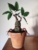 Handame - Action figure Mandragora HP riproduzione - Italië, Collections