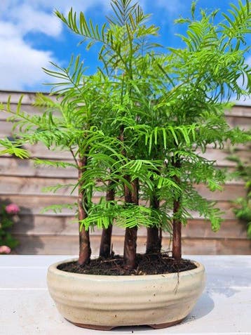 metasequoia bos in bonsaischaal - Hoogte (boom): 27 cm -
