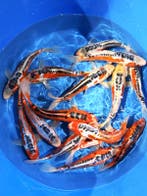 Hirasawa Marusei 24-28cm (Japanse Koi), Ophalen of Verzenden
