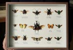 Collection de souvenirs - Boîte dexposition pour insectes