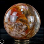 Natuurlijke sfeer of versteend hout- 1351.42 g, Verzamelen