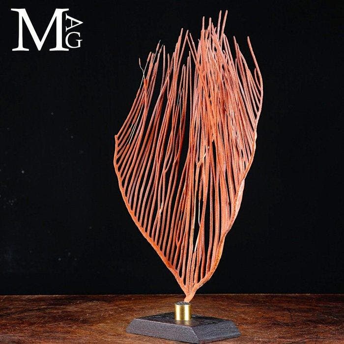 Prachtige rode Gorgonia op een houten en messing basis, Antiek en Kunst, Curiosa en Brocante