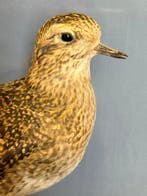 Piviere verguld Taxidermie volledige montage - Pluvialis
