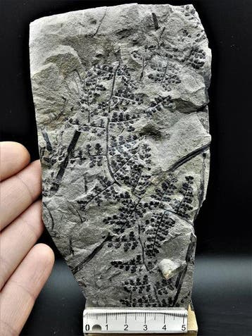Varen - Gefossiliseerde plant - Sphenopteris dicksonioides