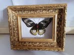 Vlinder Taxidermie wandmontage - Ornithoptera priamus, Nieuw