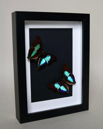 Vlinder Taxidermie volledige montage - Docoxopa cherubina -