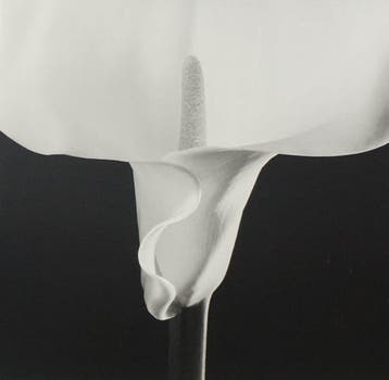 Robert Mapplethorpe - ROBERT MAPPLETHORPE - Jaren 1980