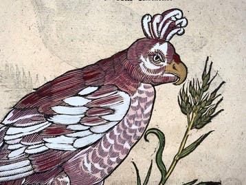 Conrad Gessner [1516-1565]; Folio with 2 woodcuts - Birds: