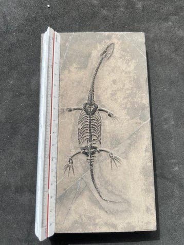 Reptile marin - Animal fossilisé - Fossile de Keichousaurus