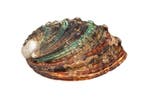 Japanse abalone Skelet - Haliotis discus hannai - 0 cm - 0