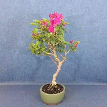 Kahle Drillingsbloem-Bonsai (Bougainvillea) - Hoogte (boom):, Antiek en Kunst
