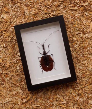 ver à violon Support de corps entier pour taxidermie -, Collections