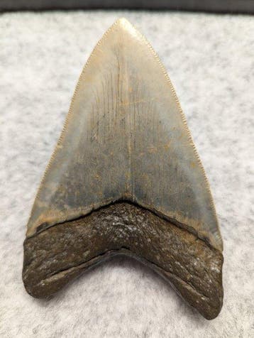 Megalodon - Fossiele tand - 11.38 cm, Verzamelen, Mineralen en Fossielen