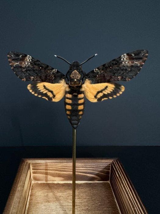 Mot Taxidermie volledige montage - Sphinx tête de mort -, Antiek en Kunst, Curiosa en Brocante