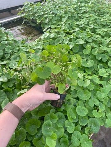 Hydrocotyle Leucocephala (Aquariumplanten), Verzenden, Plant(en), Steen of Hout