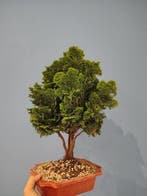 Bonsaï Cyprès du Japon (Chamaecyparis obtusa) - Hauteur
