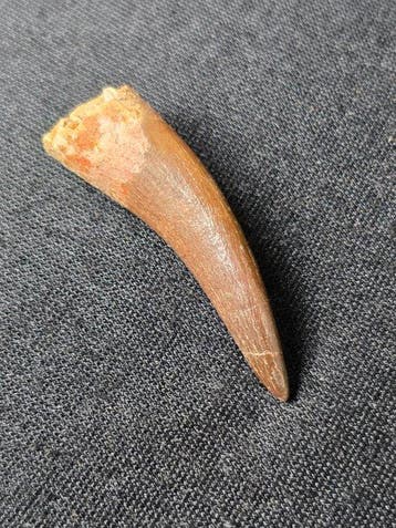 Plesiosaurus - Fossiele tand - Fossil Tooth of Plesiosaur -