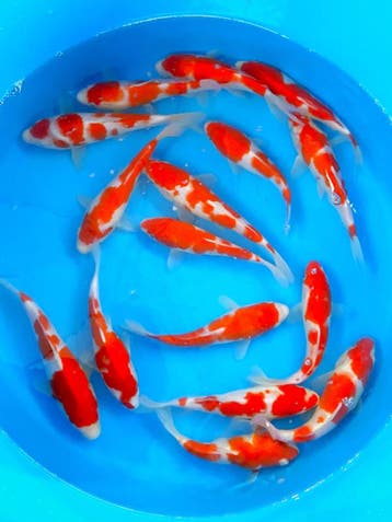 Hirasawa Marusei 22-27cm (Japanse Koi), Ophalen of Verzenden