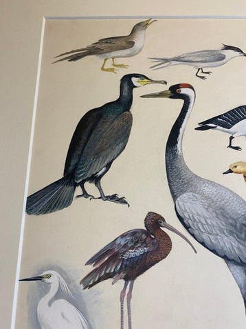 Walter Dittrich - Wasser und Sumpfvogel