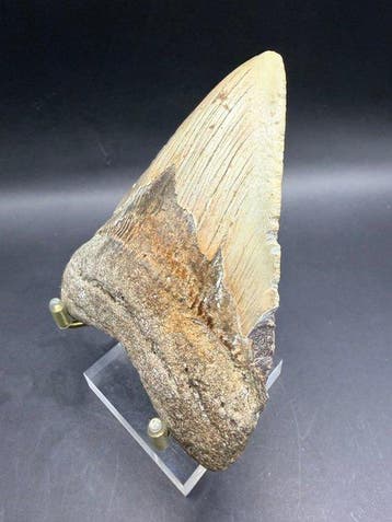 Megalodon - Fossiele tand - Carcharocles megalodon - 11 cm, Verzamelen, Mineralen en Fossielen