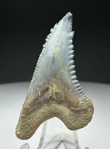 Hemipristis serra - Fossiele tand - 3.5 cm - 2.1 cm (Zonder, Verzamelen