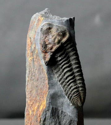 Grand trilobite, allongé sur la matrice - Animal fossilisé -