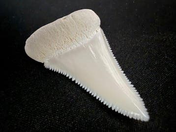 Grand requin blanc Dent - Carcharodon carcharias (ONLY EU) -