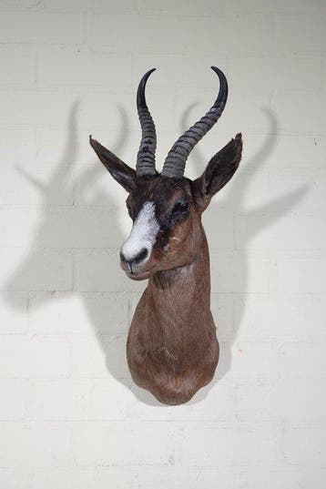 South African Springbok black Taxidermie wandmontage -, Nieuw
