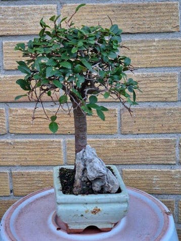 Chinese iep bonsai (Ulmus parviflora) - Hoogte (boom): 20 cm