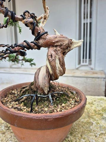 Bonsaï van Juniper Itoigawa - Hoogte (boom): 25 cm - Diepte