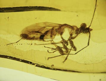 Birmese barnsteen - Barnsteen - Burmese Amber with Fossil
