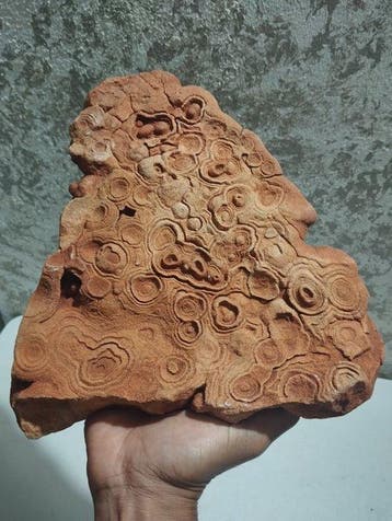 Stromatolites - Matrice fossile - 25 cm - 22 cm