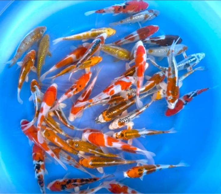 Fukasawa (Oofuchi) 18-21cm (Japanse Koi), Jardin & Terrasse, Étangs, Enlèvement ou Envoi