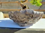 Juniperus chinensis kishu bonsai - Hoogte (boom): 20 cm -