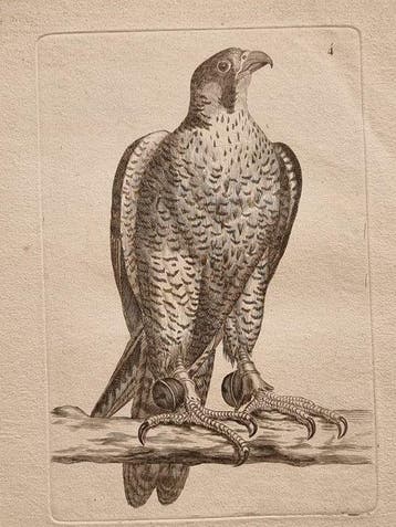 Johann Andreas Naumann (1744 – 1826) - Johann Andreas e