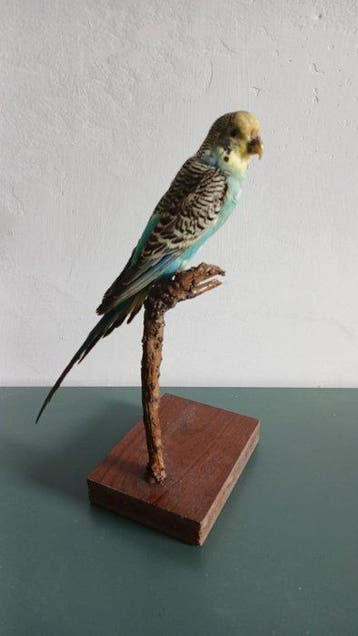 Cocorita Taxidermie volledige montage - Melopsittacus, Verzamelen, Nieuw