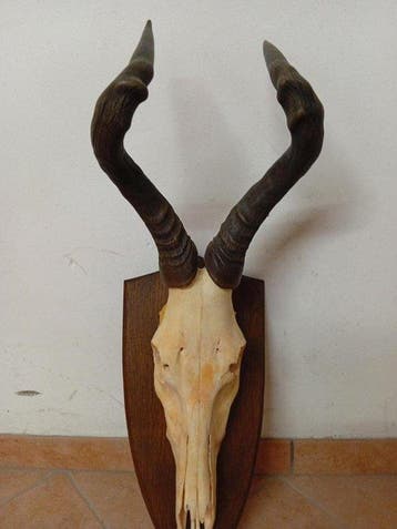 Antilope Schedel met gewei - Antilope - 70 cm - 40 cm - 40
