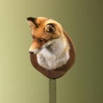 Vos Taxidermie Opgezette Dieren By Max, Ophalen of Verzenden, Opgezet dier