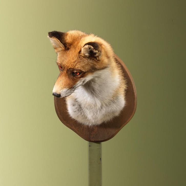 Vos Taxidermie Opgezette Dieren By Max, Collections, Collections Animaux, Enlèvement ou Envoi